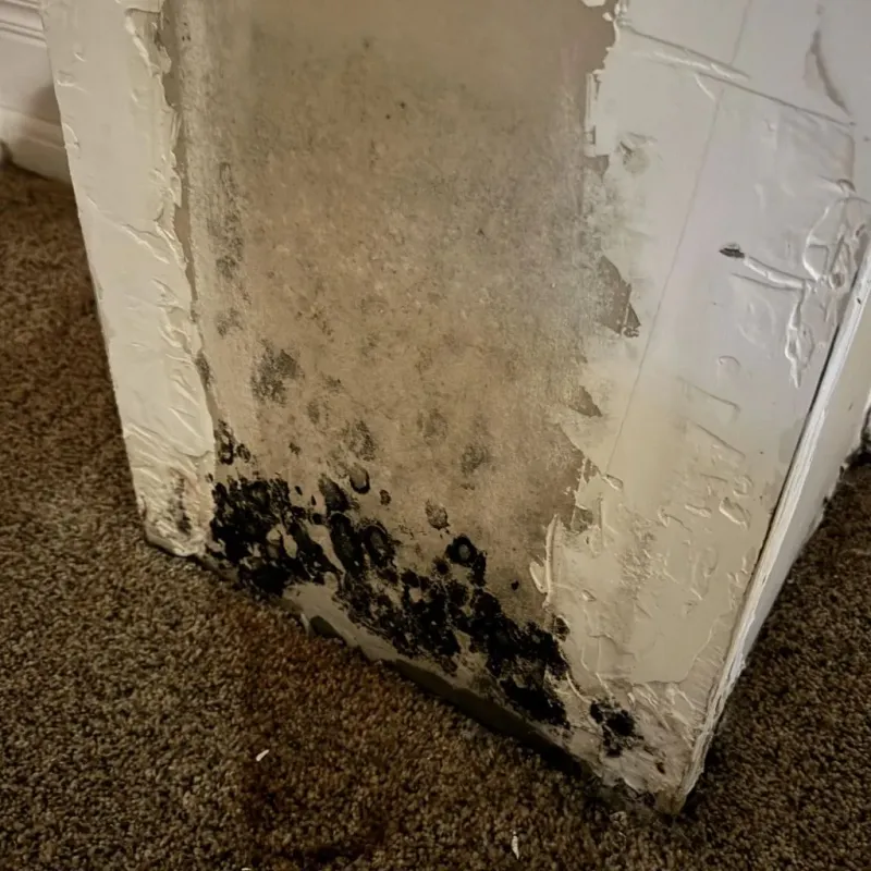 Professional Mold Removal in Stoneville, NC